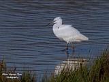 Kleine zilverreiger